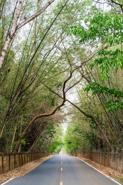 Yolu olan ağaç tüneli, Tayland