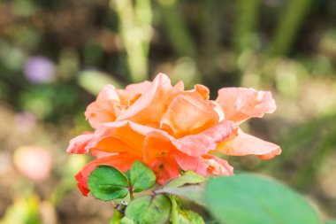 Bahçede portakal gülü, Tayland.