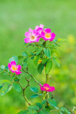 Bahçede küçük pembe bir gül, Tayland.
