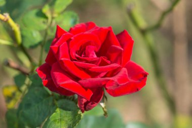 Bahçede kırmızı gül, Tayland.