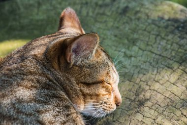 Tayland 'da uyuyan kedi..