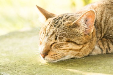 Tayland 'da uyuyan kedi..