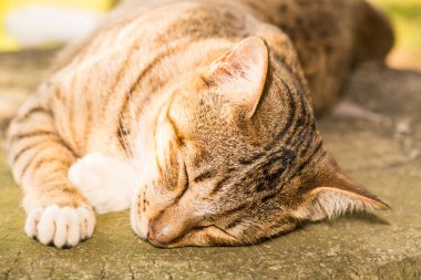 Tayland 'da uyuyan kedi..