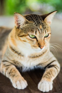 Tay kedi görünümlü Aksiyon, Tayland.