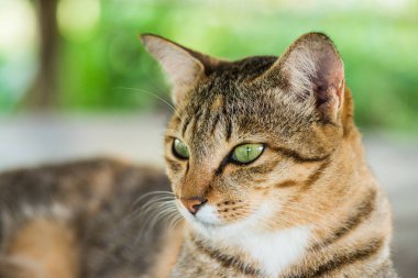 Tay kedi görünümlü Aksiyon, Tayland.