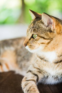 Tay kedi görünümlü Aksiyon, Tayland.