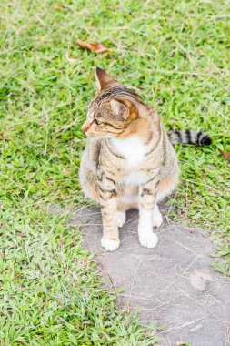 Tay kedi görünümlü Aksiyon, Tayland.