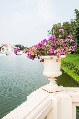 Pembe Bougainvillea Bitkisi Bang Pa-In Sarayı, Tayland.