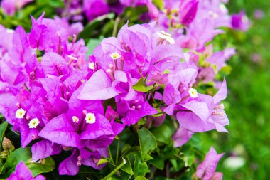 Pembe Bougainvillea Bahçedeki Çiçekler, Tayland.