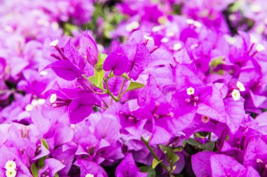 Pembe Bougainvillea Bahçedeki Çiçekler, Tayland.