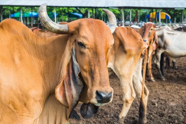 Brahman Sığırlarının Portresi, Tayland.
