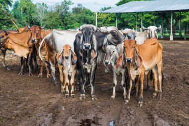 Bir grup Brahman Sığırı, Tayland.