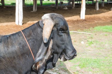 Brahman Sığırları, Tayland.