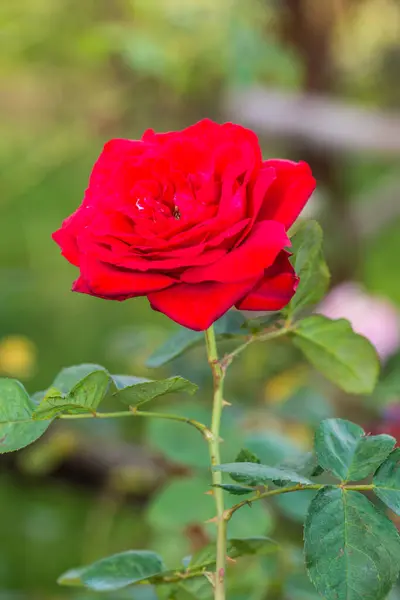 Rosa Vermelha Jardim Tailândia — Fotografia de Stock