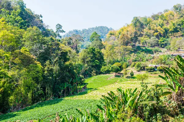 Doi Mon Jam, Tayland Dağ Manzarası