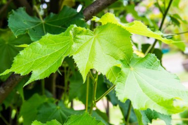 Bahçede yeşil yaprak, Tayland.