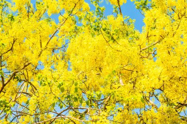 Ağaçta Altın Duş Çiçeği, Tayland