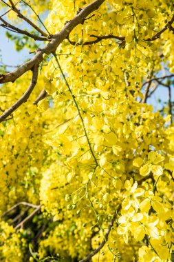 Ağaçta Altın Duş Çiçeği, Tayland