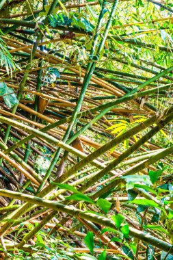 Tayland 'daki ulusal parkta taze bambu..