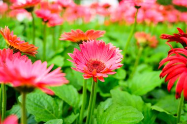 Pink Gerbera in the garden, Chiang Mai Province.