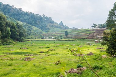 Dağlardaki güzel pirinç tarlası, Tayland.