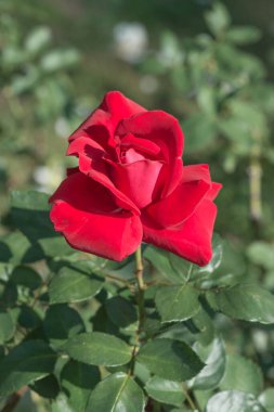 Red rose in the garden, Thailand.