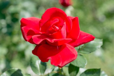 Red rose in the garden, Thailand.