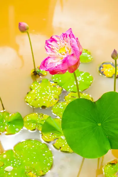 Lotus in brown water, Thailand.