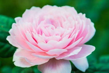 Açık turuncu gülü kapat, Tayland.