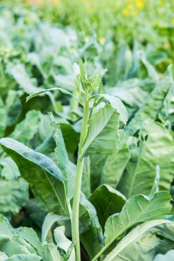 Taze Kale Bahçede, Tayland.