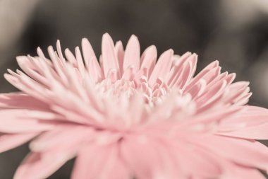 Bahçedeki Gerbera çiçeğini kapat, Tayland.