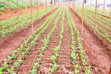 Tayland Dağ Çilek Çiftliği.