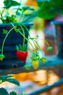 Young strawberry fruit on the tree, Thailand.