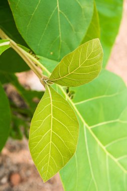 Tayland 'da yeşil yaprağı kapat.