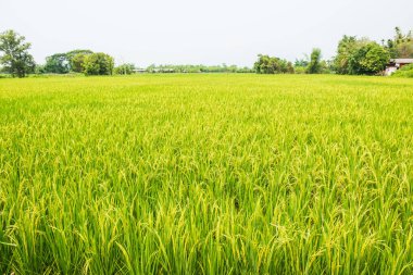 Rice field in country, Thailand