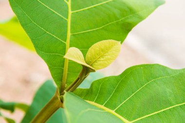 Tayland 'da yeşil yaprağı kapat.