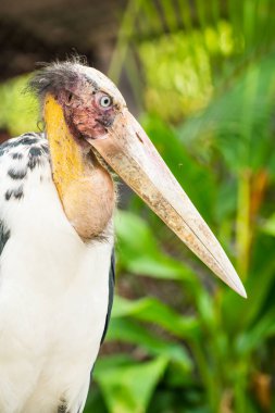 Tayland 'ın Küçük Yardımcısı' na yaklaş.