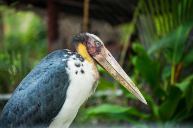 Tayland 'ın Küçük Yardımcısı' nın Portresi