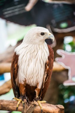 Brahminy Uçurtmasının Portresi, Tayland
