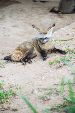 Tayland Açık Hayvanat Bahçesi 'nde Yarasa Kulaklı Tilki Portresi