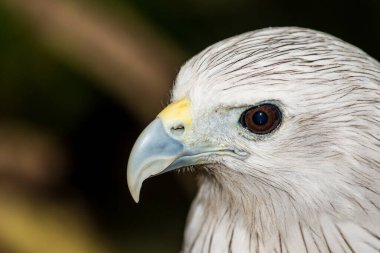 Brahminy Uçurtması, Tayland