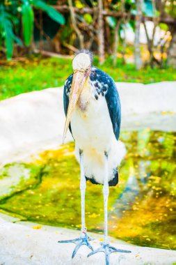 Tayland 'ın Küçük Yardımcısı' nın Portresi