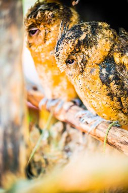 Genç baykuş, Tayland