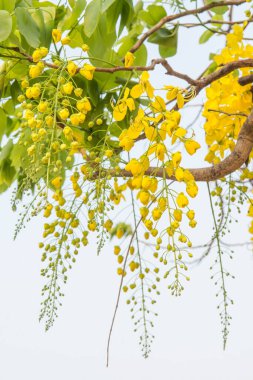 Beautiful Flowers of Golden Shower Tree, Thailand