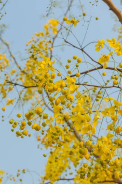 Beautiful Flowers of Golden Shower Tree, Thailand