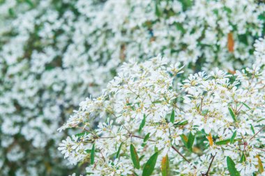 Küçük beyaz çiçeklerin arka planı, Tayland.