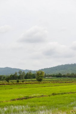 Tayland 'da yeşil pirinç tarlası