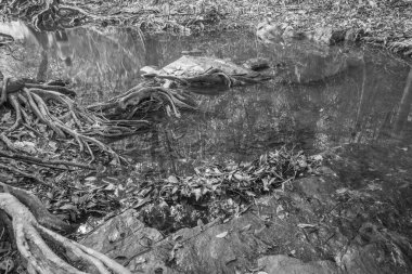 Tayland 'daki Pang Sida şelalesinde akan sular