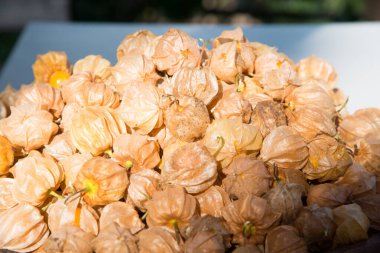 Taze Bektaşi Burnu, Tayland.