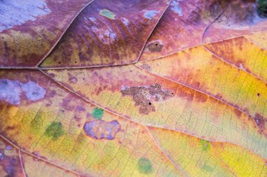 Tik yaprağını kapat, Tayland